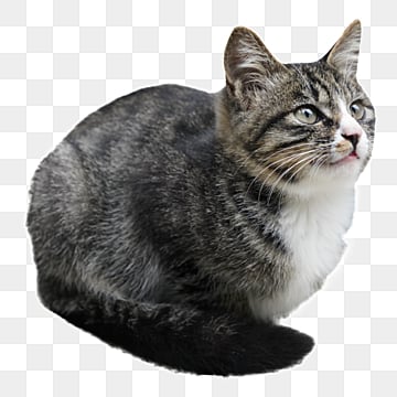 Cat png